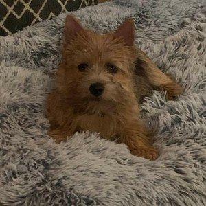 Meet your Posher, Penelope